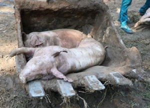 Trạm BOT T2, cầu sập khi dừng thu phí, trẻ em chết đuối, dịch tả lợn Châu Phi
