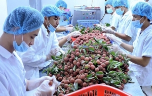 EVFTA : Nông sản Việt Nam phải đáp ứng tiêu chuẩn gắt gao